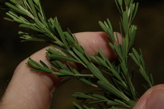 Pultenaea retusa