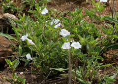 Ruellia patula