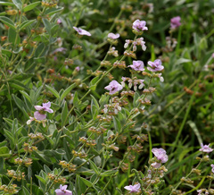 Syncolostemon elliottii