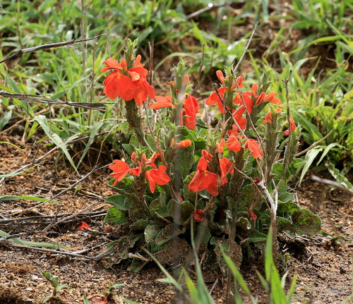 Image of Crossandra mucronata by (c) Wynand Uys, some rights reserved (CC BY)