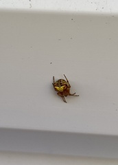 Araneus albotriangulus