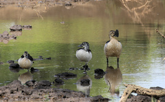 Sarkidiornis melanotos