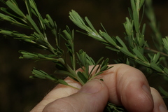 Pultenaea retusa