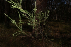 Pultenaea retusa