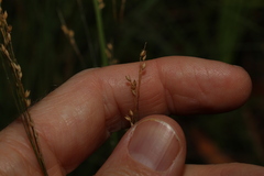 Panicum effusum