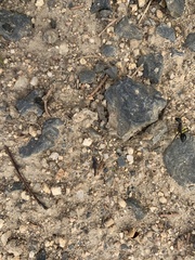 Camponotus intrepidus