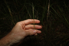 Panicum effusum