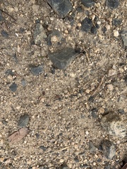 Camponotus intrepidus