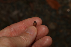 Corymbia trachyphloia