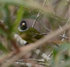 Spizixos semitorques