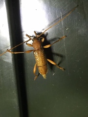 Xuthodes punctipennis