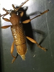 Xuthodes punctipennis