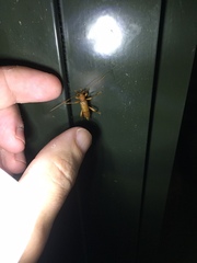 Xuthodes punctipennis