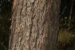 Corymbia trachyphloia