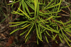 Banksia spinulosa