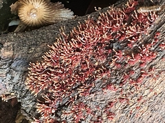 Nectria pseudotrichia