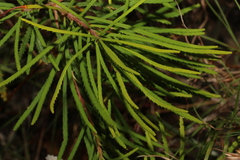 Banksia spinulosa