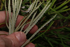 Banksia spinulosa