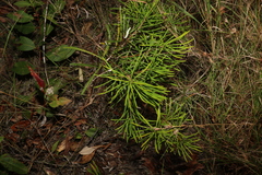 Banksia spinulosa