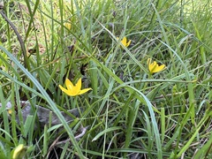 Hypoxis hygrometrica