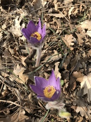 Pulsatilla grandis