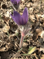 Pulsatilla grandis