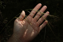 Microlaena stipoides