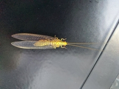 Italochrysa insignis