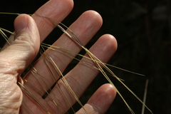 Microlaena stipoides