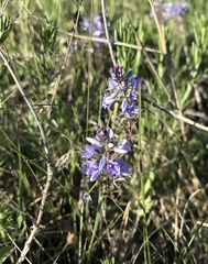 Veronica prostrata