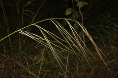Microlaena stipoides