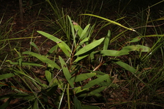 Hakea florulenta