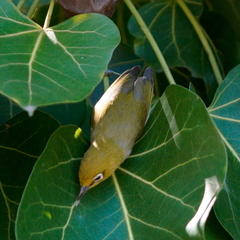 Zosterops simplex simplex