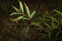 Hakea florulenta
