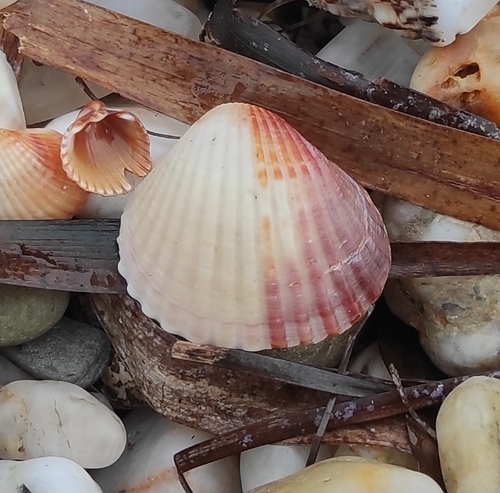 Lagoon Cockle