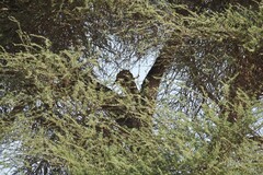 Vachellia tortilis