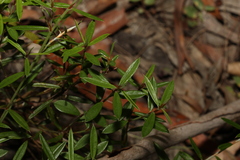 Pultenaea paleacea