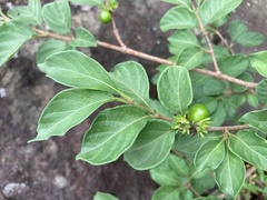 Vangueria macrocalyx