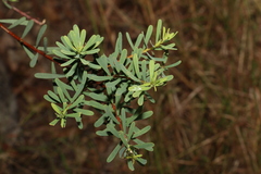 Pultenaea euchila