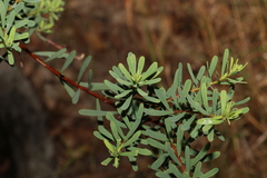 Pultenaea euchila