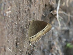 Mycalesis sudra