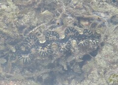 Tridacninae