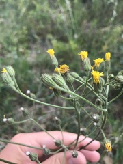 Crepis nicaeensis
