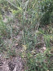 Crepis nicaeensis