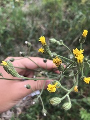 Crepis nicaeensis