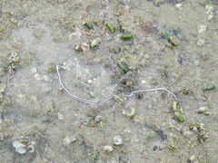 Baseodiscus hemprichii