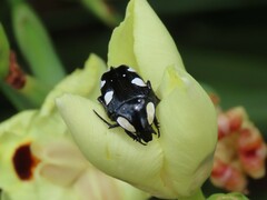 Mausoleopsis amabilis