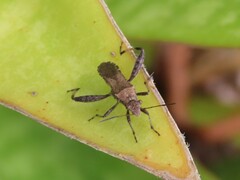 Heegeria tangirica