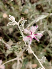 Ptilotus sessilifolius