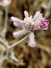Ptilotus sessilifolius